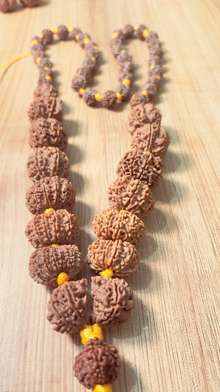 Close view of the deeply grooved Rudraksha beads of a collector edition Siddha Mala