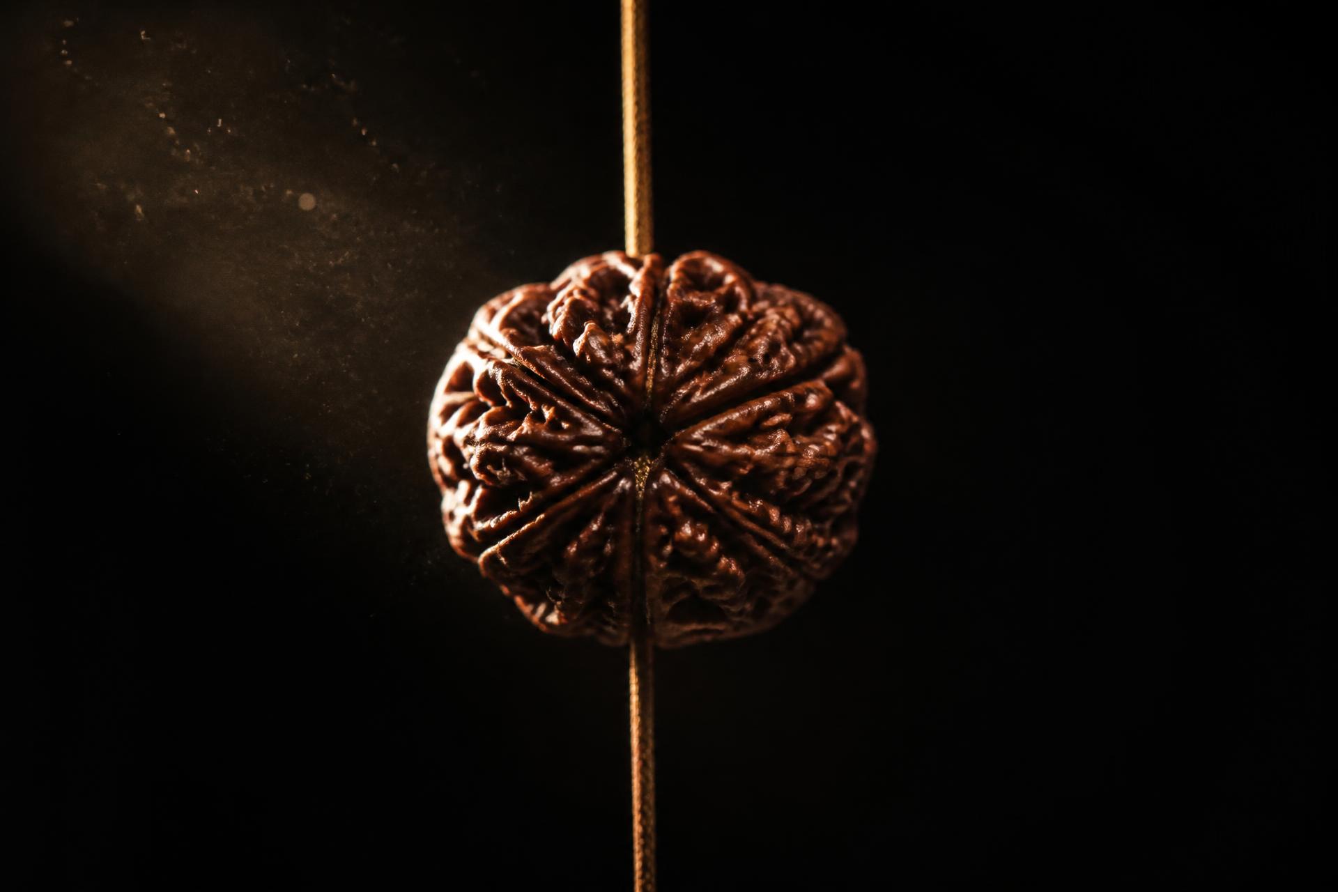 Single Rudraksha bead in directional light