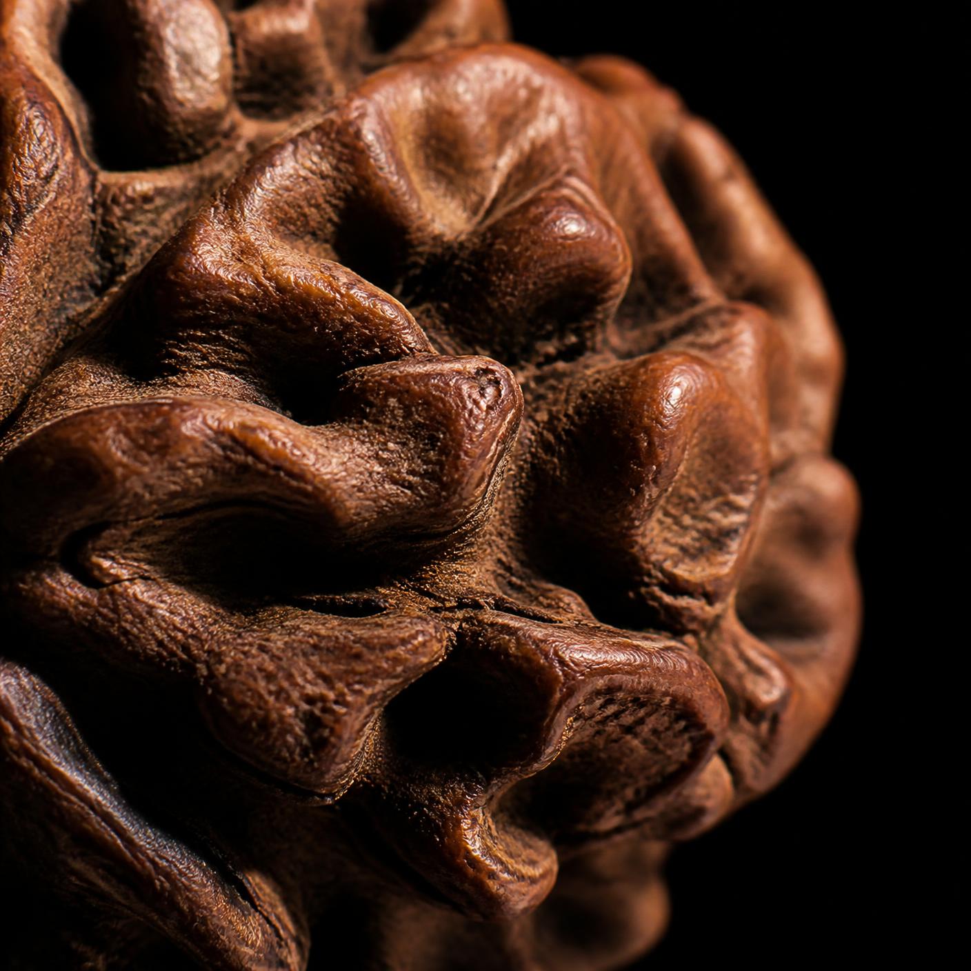 Macro detail of a Rudraksha seed surface